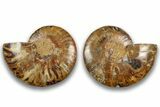 Cut & Polished, Agatized Ammonite Fossil - Madagascar #323376-1
